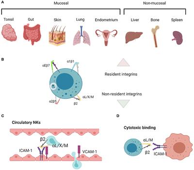 Natural Killer Cell Integrins and Their Functions in Tissue Residency